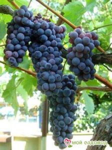 Виноград Черный жемчуг в Аксайе
