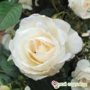Роза Спрей белый в Аксайе