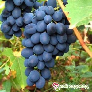 Ароматный и сладкий виноград “Августа” в Аксайе