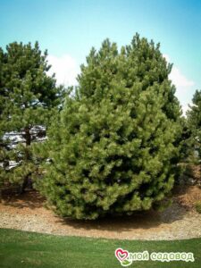 Сосна Чёрная (Pinus Nigra) в Аксайе