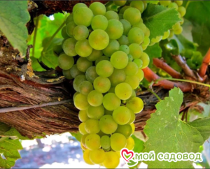 Виноград Амурский Белый (Высокоурожайный, ранний сорт) в Аксайе