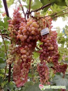 Виноград Лучистый в Аксайе