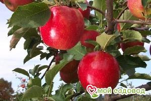 Яблоня Джонаголд в Аксайе