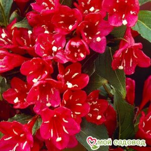Вейгела цветущая “Ред Принц” в Аксайе