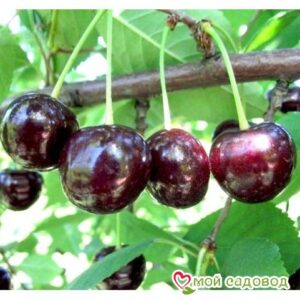 Саженцы вишни – Чудо-вишня в Аксайе