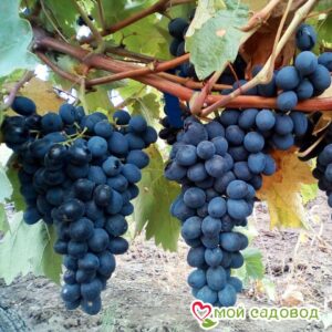 Виноград Молдова в Аксайе