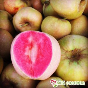 Яблоня Розовый жемчуг в Аксайе