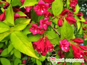 Вейгела цветущая “Рубидор” в Аксайе