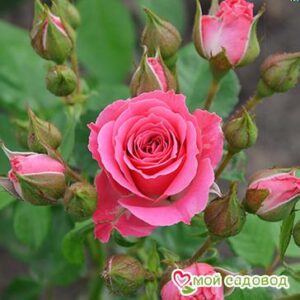 Роза Спрей розовый в Аксайе