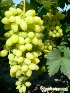 Виноград Осенний крупноплодный в Аксайе