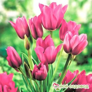 Тюльпан многоцветковый Пурпл Букет в Аксайе