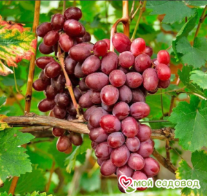 Виноград Виктория винная в Аксайе