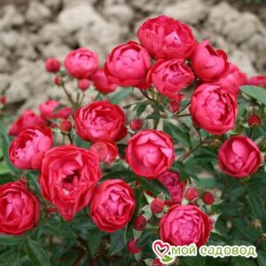 Роза полиантовая Морздаг Ред (Morsdag Red) в Аксайе